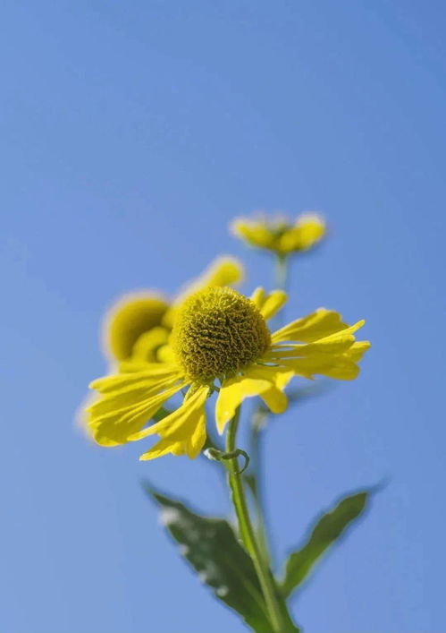 黄花胶几年的比较好、黄花胶几a