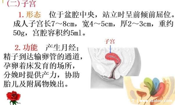 女性生理结构图片有哪些，真实女人花园图片(含卡通科普表)