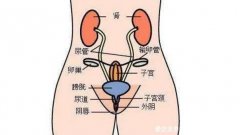 有哪些女性生理结构的图片？真实女园图