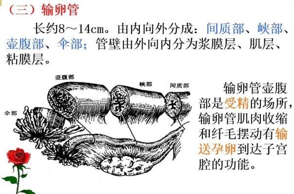 女性生理结构图片有哪些，真实女人花园图片(含卡通科普表)