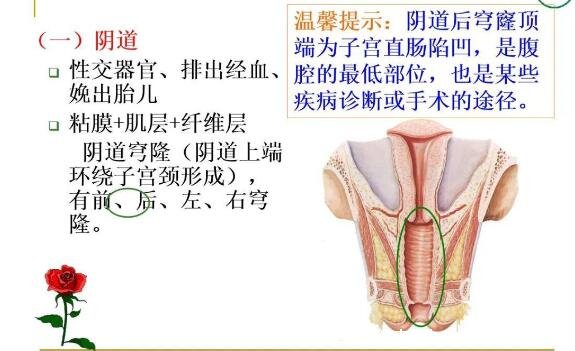 女性生理结构图片有哪些，真实女人花园图片(含卡通科普表)