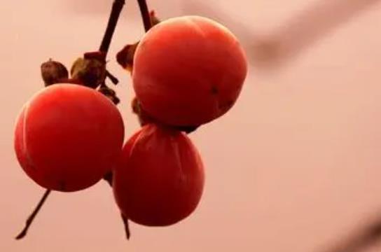 孕妇空腹吃柿子好吗？孕妇吃柿子的注意事项