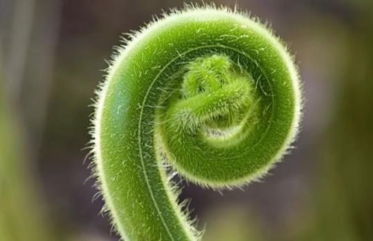 孕妇可以吃蕨菜吗？蕨菜儿童可以吃吗