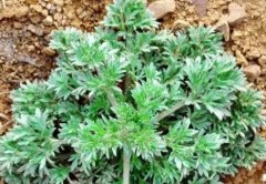 孕妇可以吃白蒿菜吗(孕妇能吃白蒿吗?孕