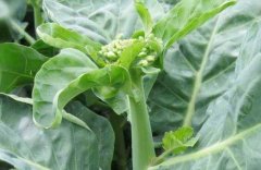 孕初期能吃芥蓝吗(怀孕可以吃芥蓝)