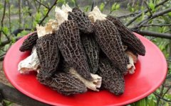 羊肚菌有毒吗能吃吗(羊肚菌生吃有毒吗