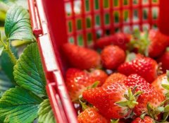 怎样分辨草莓是不是催熟的(如何判断草莓