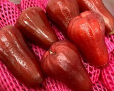 喝完中药可以吃莲雾吗(吃莲雾有忌口的东