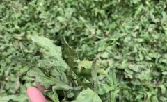 野生荠菜怎么样就是老了(荠菜说明文50