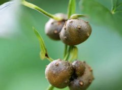 山药豆浆如何做比较稠(新鲜山药和干山药