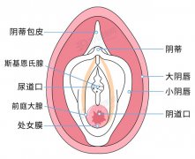 女人的两瓣阴唇是不一样大小的？女人两
