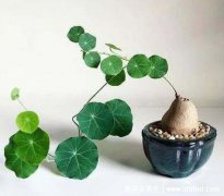 山乌龟的药用(山乌龟是什么植物)