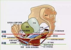 女人人体生理解剖学(女性人体基础解剖样