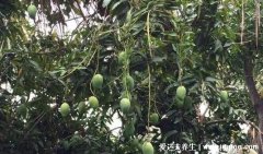 nk细胞细胞因子杀伤(李小龙格斗杀伤力)