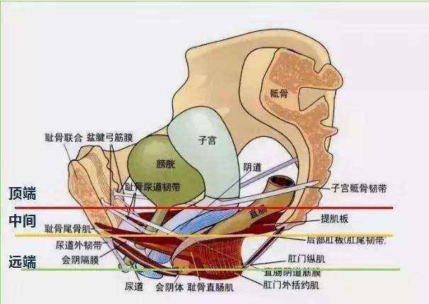 女性阴部真实照片：处于良好的状态女人真实完美花园及处女膜解剖学图片多图