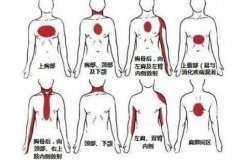 女后背疼痛位置图详解(女人后背中间疼图详解)
