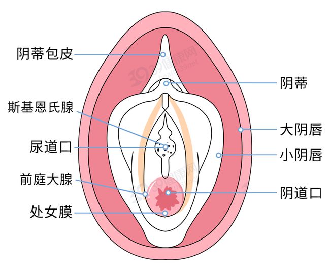 女性阴部真实照片：处于良好的状态女人真实完美花园及处女膜解剖学图片多图