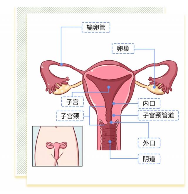 女人花园是什么样子的图片科普 阴部真实构造解剖结构图