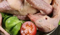孕妇可以吃鸽子肉和汤(鸽子肉是发物吗什