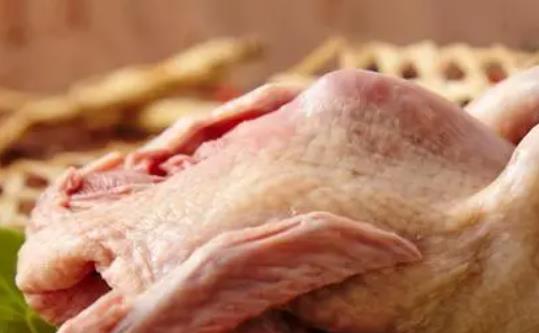 鸽子肉是发物吗？鸽子肉什么人群不能吃？