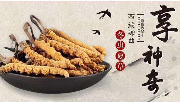 那曲虫草和青海虫草有什么区别_那曲虫草和青海虫草哪个好