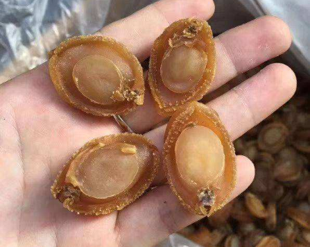 鲍鱼为什么有好几个孔,七孔与九孔鲍鱼什么区别