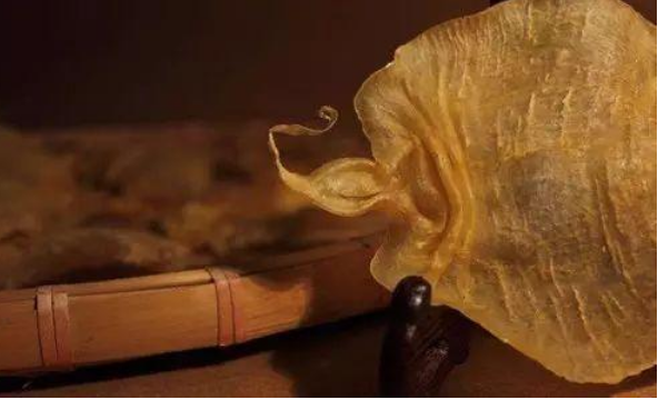 鲜鱼泡能代替鱼胶吗,算不算鱼胶