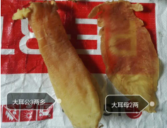 告诉大家大耳赤嘴鱼胶一斤多少钱