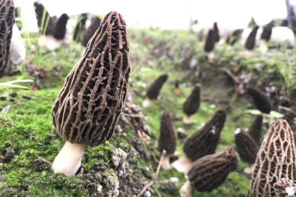 跟大家说下野生羊肚菌有什么作用