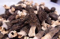 盘点下野生羊肚菌吃了可以补什么