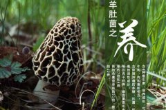 新鲜羊肚菌怎么做好吃又简单