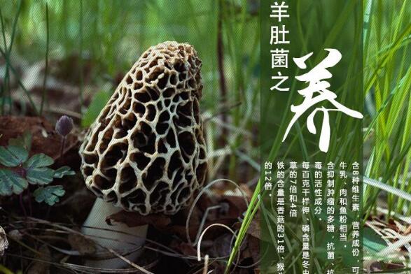 新鲜羊肚菌怎么做好吃又简单