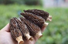 跟大家细说一下羊肚菌下雨后几天能长出