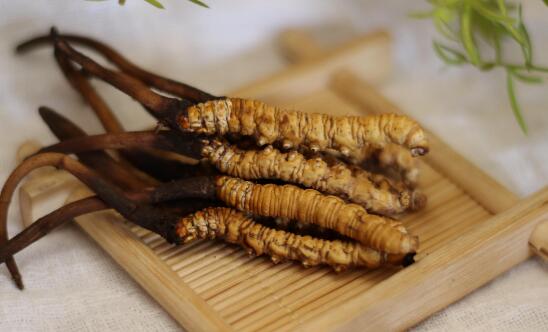 冬虫夏草生吃好还是熟吃好