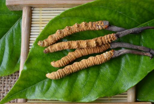 冬虫夏草可以蒸着吃吗