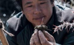 给大家普及下冬虫夏草味道苦正常吗