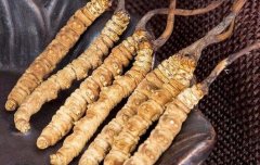 跟大家说下如何种植冬虫夏草视频讲解，