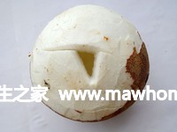 椰汁炖花胶的做法