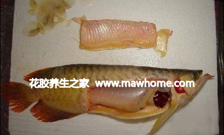 花胶是鱼的哪个部位?鱼胶是鱼的什么部位?