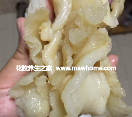 鳕鱼胶