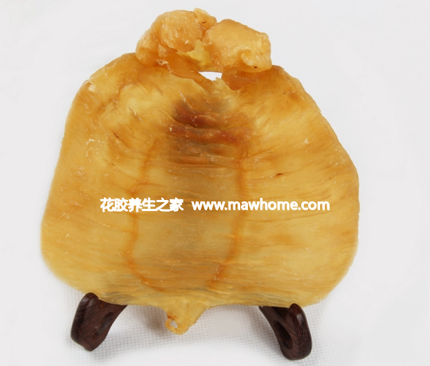 赤嘴鱼胶