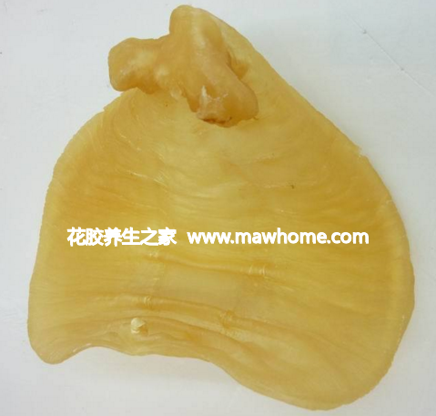 赤嘴鱼胶