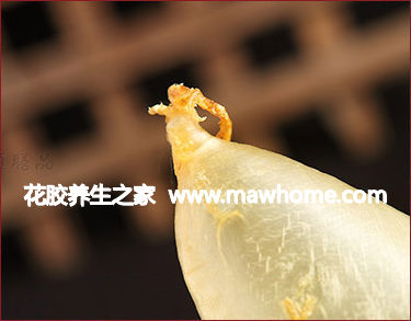 大耳花胶