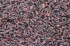 紫米的功效与作用及营养价值和禁忌(紫米