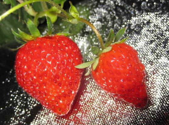 草莓发霉了旁边的还能吃吗？减肥能吃草莓吗