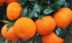 沃柑是橙子的一种吗英语(沃柑与橙子有什么区别)