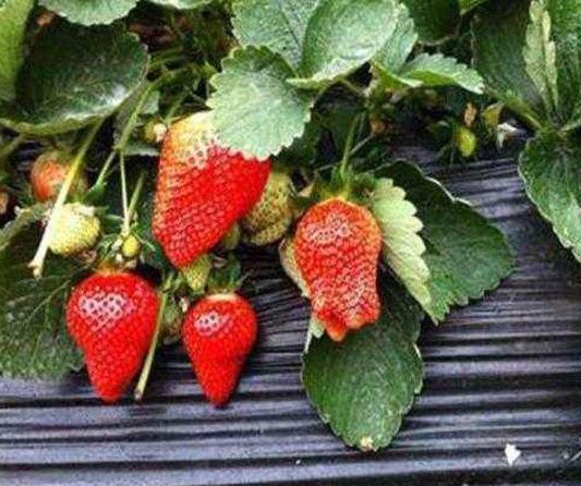 草莓吃起来很硬正常吗？草莓可以不洗就吃吗