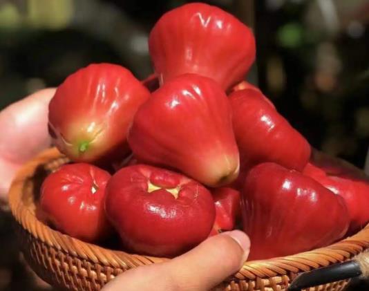 莲雾碰伤还可以吃吗？莲雾和中药可以一起吃吗