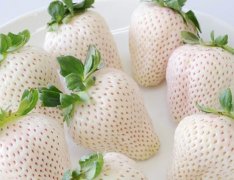 什么品种的草莓是白色的(白草莓属于什么