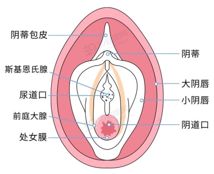 女性阴部真实照片：健康女人真实完美阴道及处女膜解剖学图片【多图】
